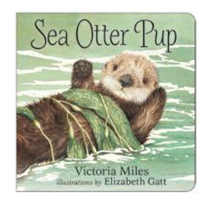 Sea Otter Pup