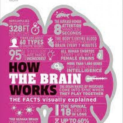 How the Brain Works: The Facts Visually Explained
